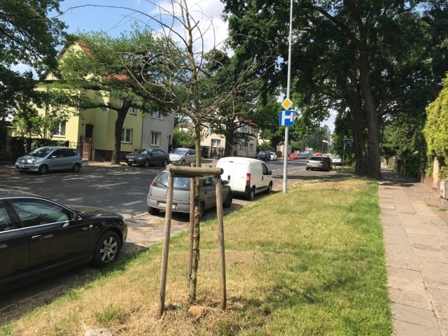 Młode drzewka w Szczecinie usychają. Na zdjęciu drzewa przy ul. Unii Lubelskiej i ul. Arkońskiej