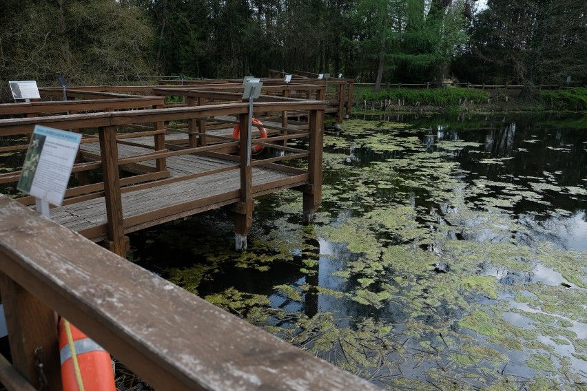 Arboretum w Bolestraszycach koło Przemyśla to wyodrębniony...