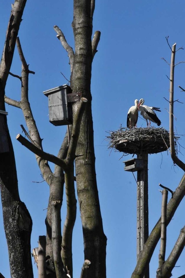 Bociany czują się w Boleścinie bardzo dobrze. Wracają tu od lat.