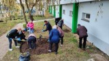 Seniorzy i bezdomni utworzyli klomby kwietne w Starachowicach. Zobaczcie zdjęcia