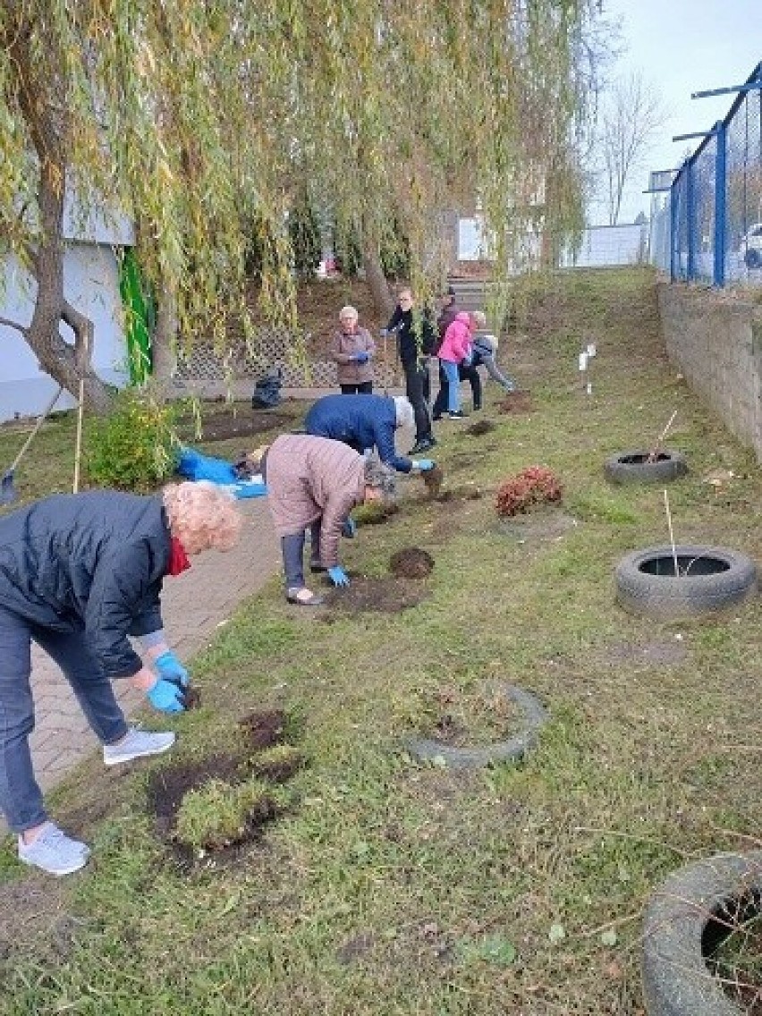 Seniorzy i bezdomni utworzyli klomby kwietne w Starachowicach. Zobaczcie zdjęcia