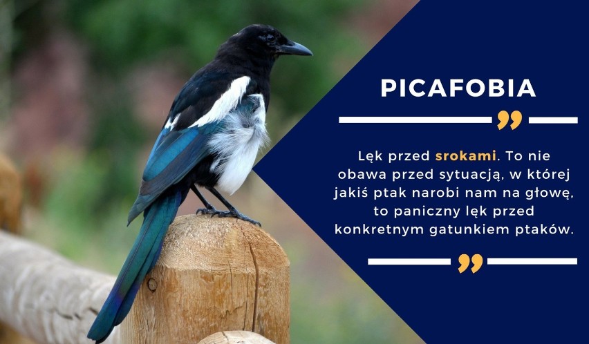 To nie obawa przed sytuacją, w której jakiś ptak narobi nam...