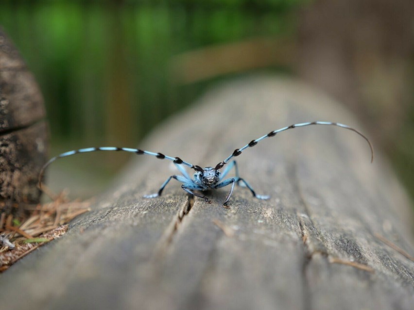 Nadobnica alpejska - jeden z najpiękniejszych chrząszczy w...