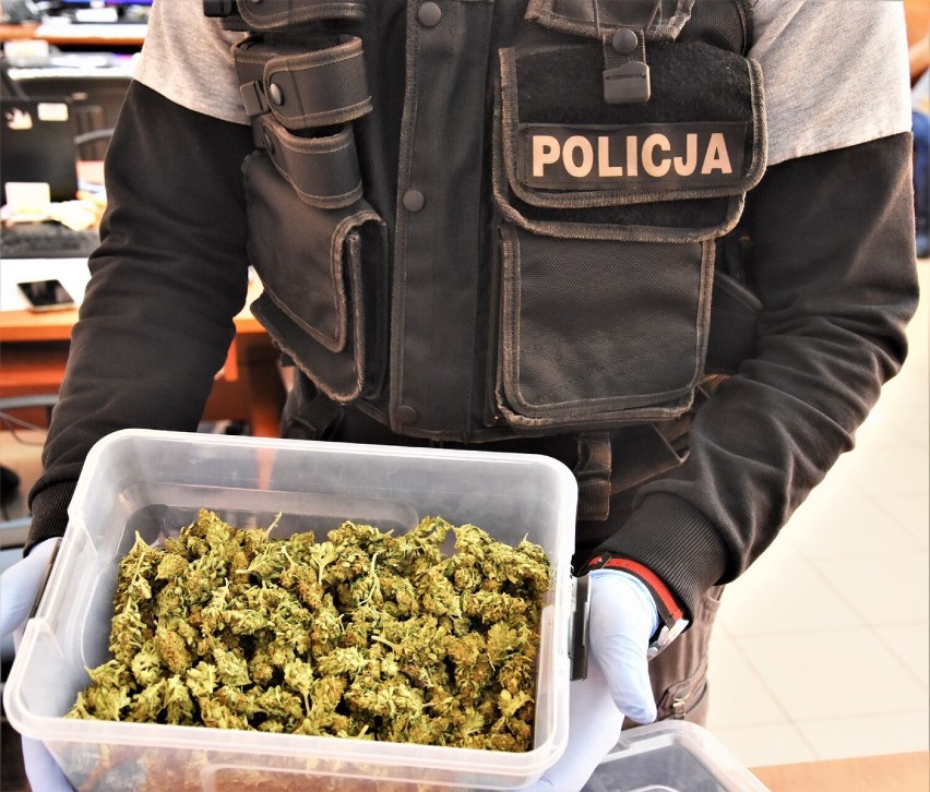 Szamotuły. Kryminalni zabezpieczyli ponad pół kilograma marihuany. Młody mężczyzna usłyszał już zarzuty [FILM, ZDJĘCIA]