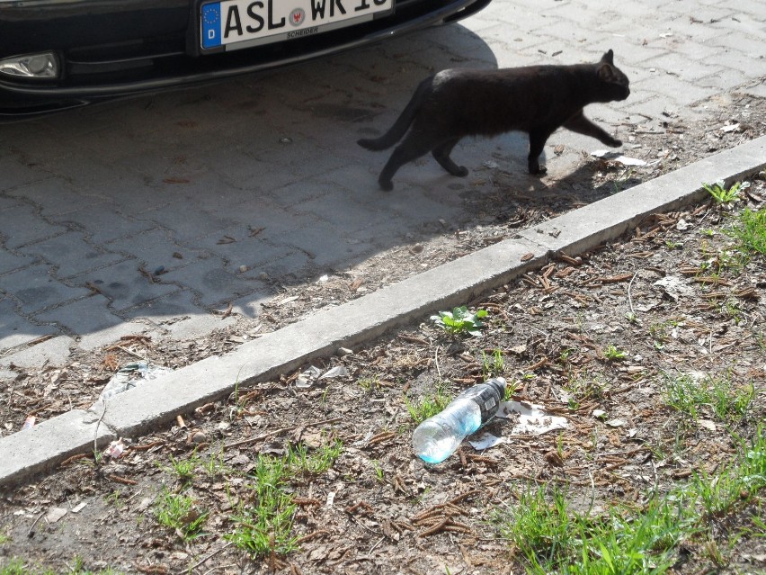 Śmieci Żory: Śmieci na skarpie przy parkingu na al. Niepodległości FOTO