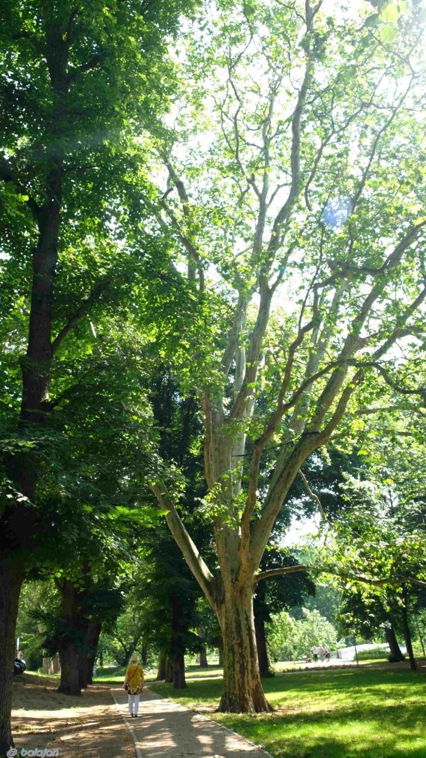 "Do lata, do lata, do lata piechotą będę szła..." Wspomnienie lata na stargardzkich plantach w obiektywie Jana Balewskiego. ZDJĘCIA