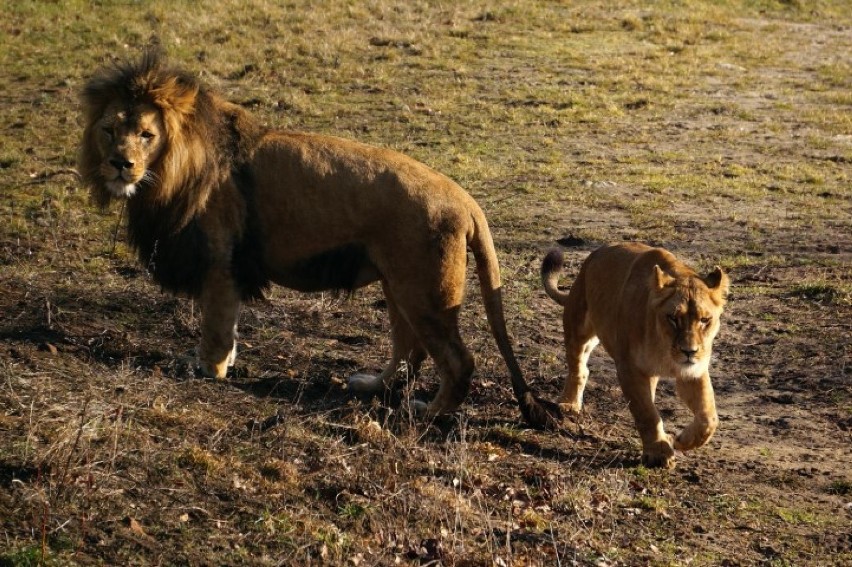 Gdańskie lwy przebywają już razem. W czerwcu powiększy się stado? [ZDJĘCIA]