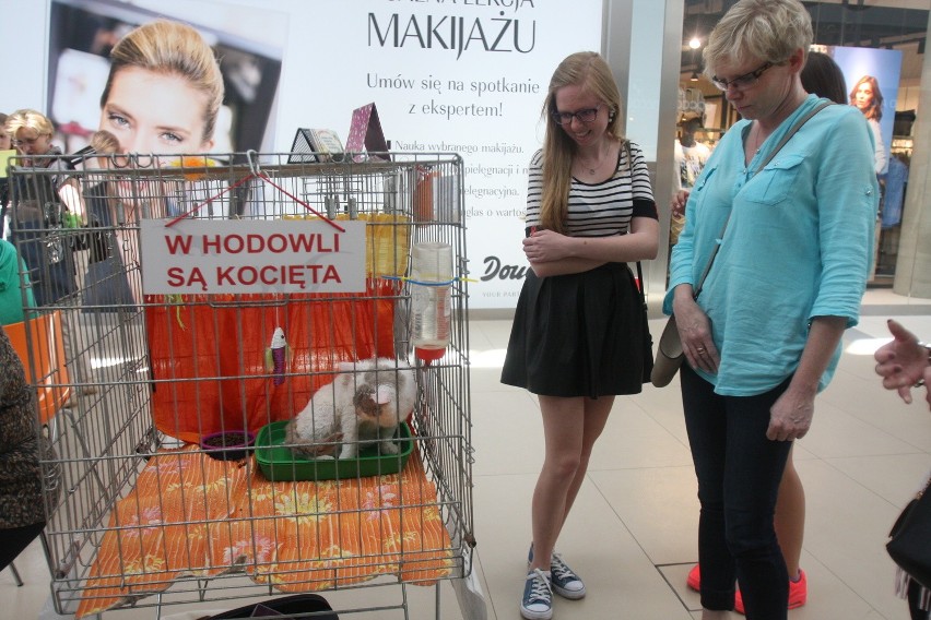 Wystawa kotów w Europie Centralnej w Gliwicach