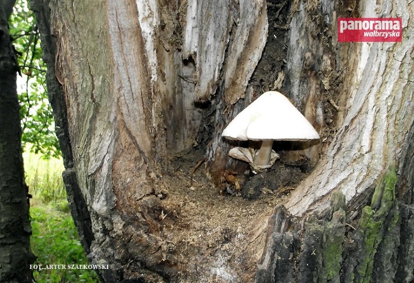 Grzyb rosnący na drzewie w Książańskim Parku Krajobrazowym