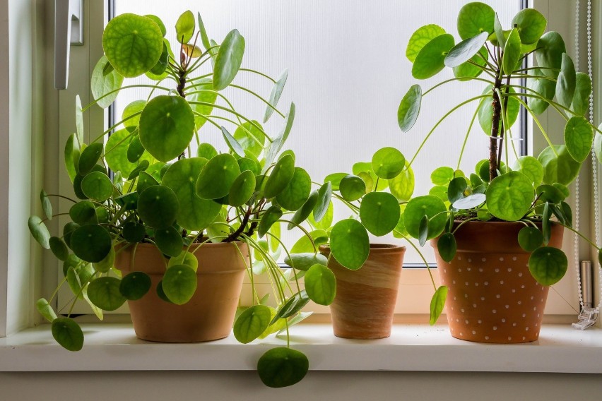 Pilea (Pieniążek)...