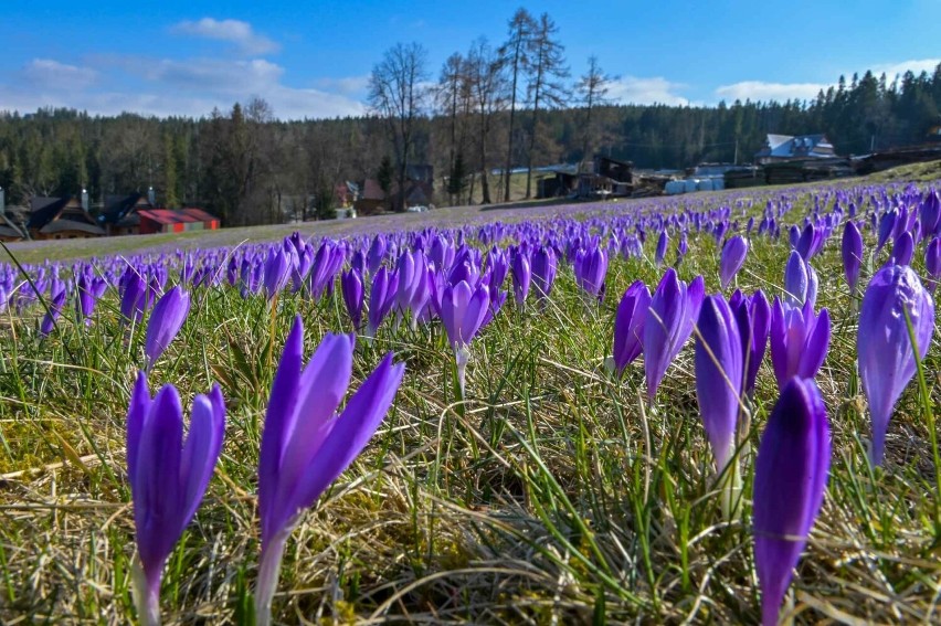 Krokusy na Podhalu