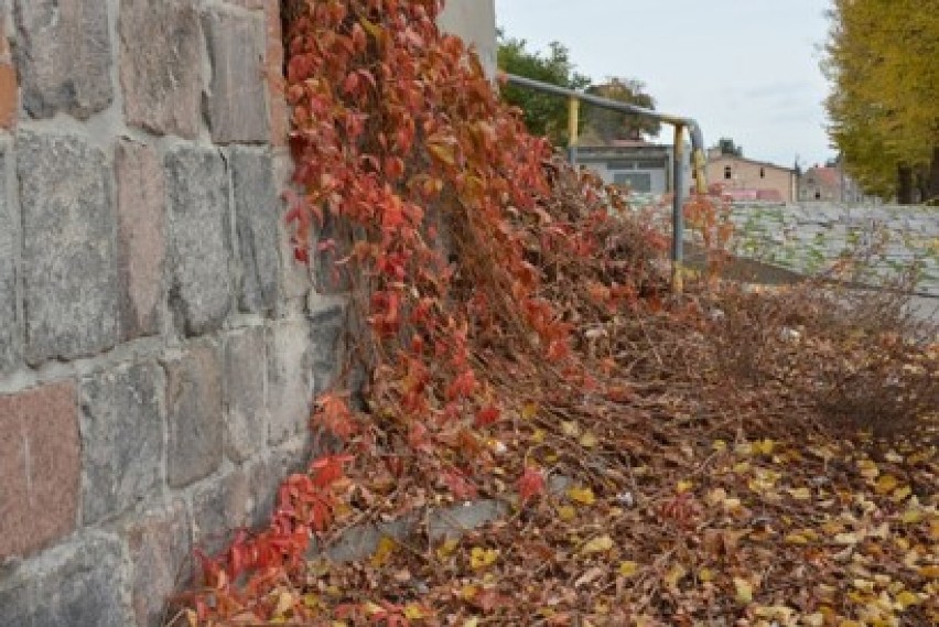 Gniew. Jesienne barwy okiem Andrzeja Połomskiego - zobacz zdjęcia