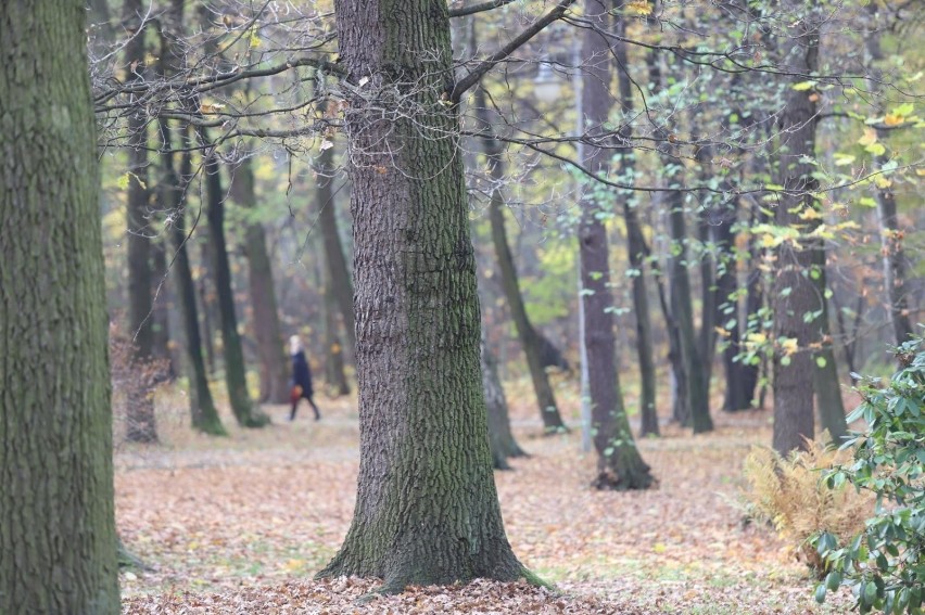 Park Kościuszki w Katowicach