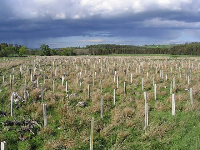 Źródło: http://commons.wikimedia.org/wiki/File:New_tree_planting_-_geograph.org.uk_-_427593.jpg?uselang=pl