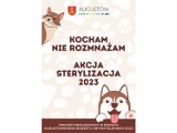 Trwa bezpłatny program sterylizacji psów i kotów w ramach Augustowskiego Budżetu Obywatelskiego 