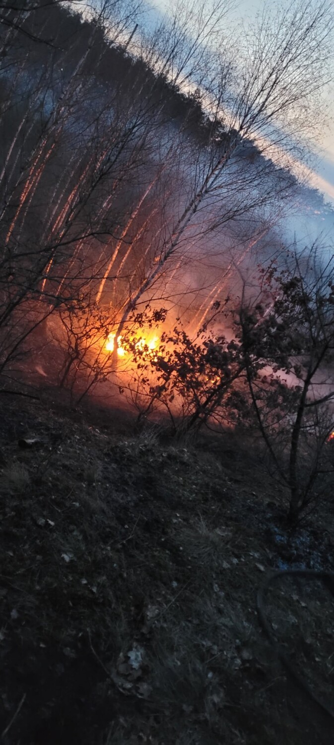 Pożar lasu w Obornikach przy ul. Betoniarskiej [ZDJĘCIA]