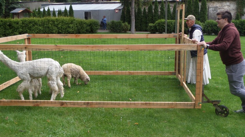 Alpaki, kozy, owce w sanktuarium w Leśniowie. Co tam robią ? ZDJĘCIA