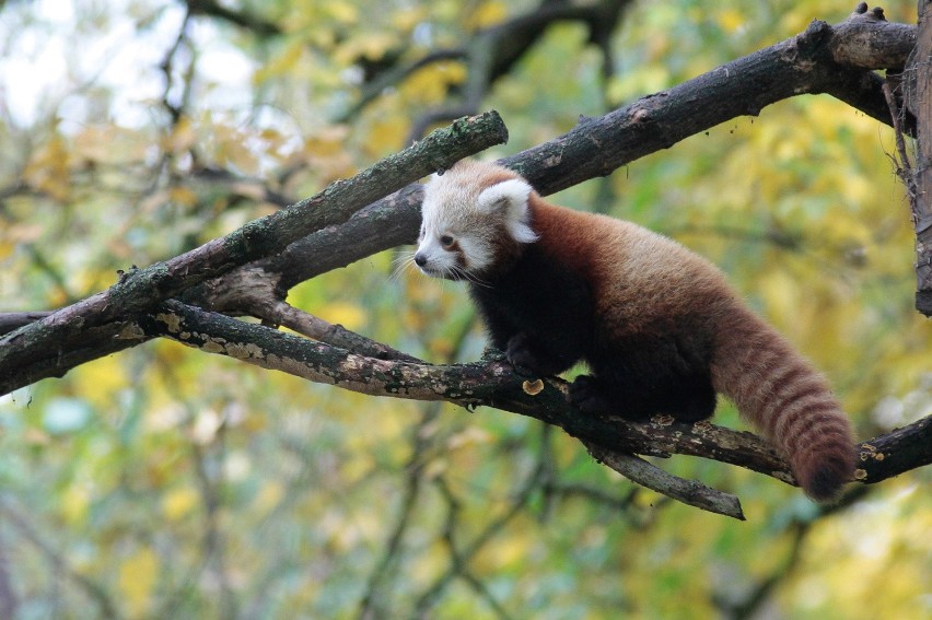 Dwie pandy rude urodziły się w opolskim zoo.