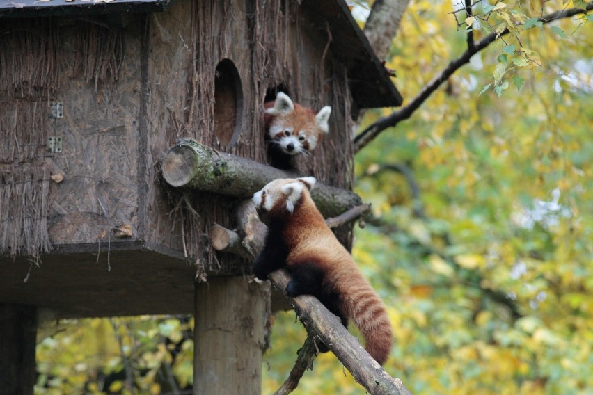 Dwie pandy rude urodziły się w opolskim zoo.