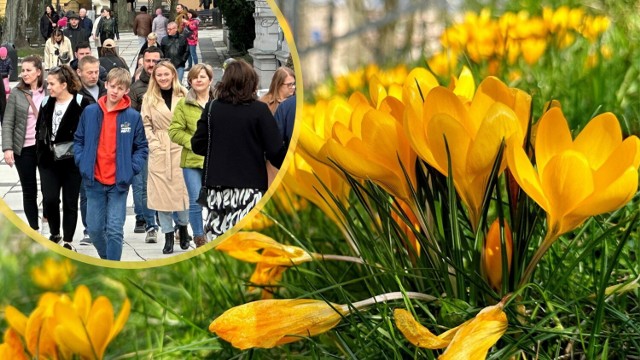 Wiosna do Zielonej Góry zawitała na dobre. ZDJĘCIA >>>