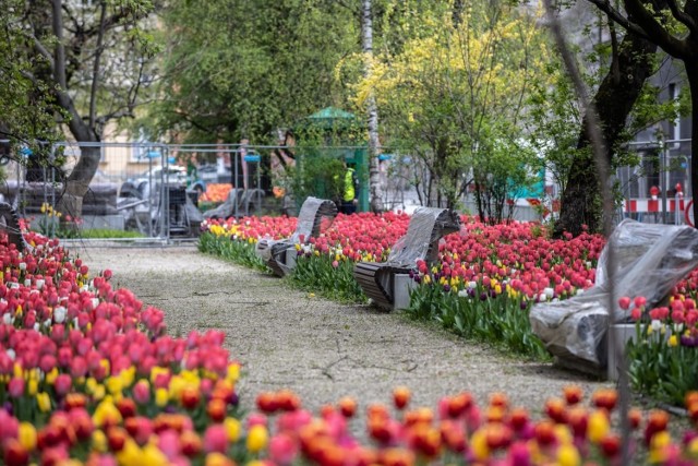 Przebudowa placu Biskupiego w Krakowie została przerwana. Od kilku miesięcy nie prowadzone są tam prace. Mieszkańcy mają już dość takiej sytuacji. Jedynym pocieszeniem są tulipany, które pięknie zakwitły w tym miejscu.