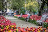 Kraków. Mieszkańcy mają już dość rozkopanego placu Biskupiego. Jedynym pocieszeniem jest dywan z tulipanów [ZDJĘCIA]