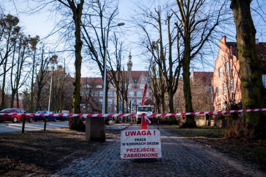 Ul. Narutowicza w Gdańsku, przycinka lip