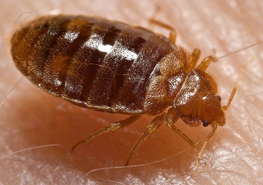 Pluskwa domowa 

(Cimex lectularius)

Do życia potrzebne jej...