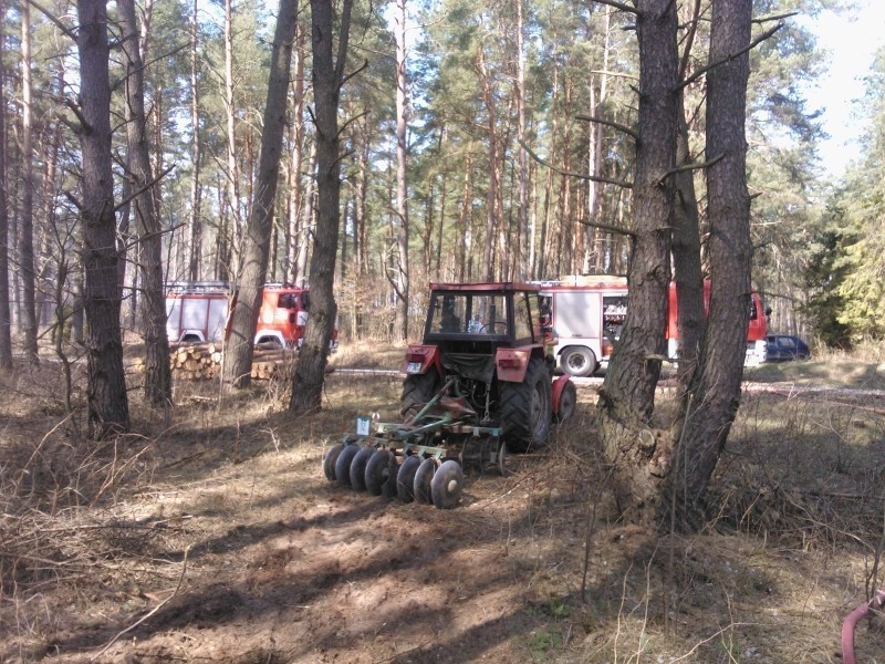 Kwidzyn: Spłonęły trzy hektary lasu sosnowego na terenie leśnictwa Trzciano