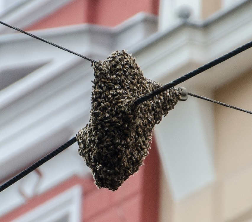 Pszczoły urządziły sobie gniazdo przy ul. Chrobrego