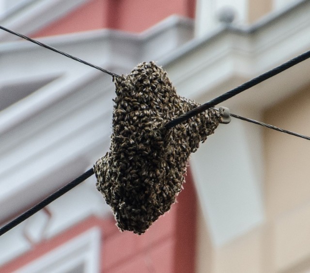 Pszczoły urządziły sobie gniazdo przy ul. Chrobrego