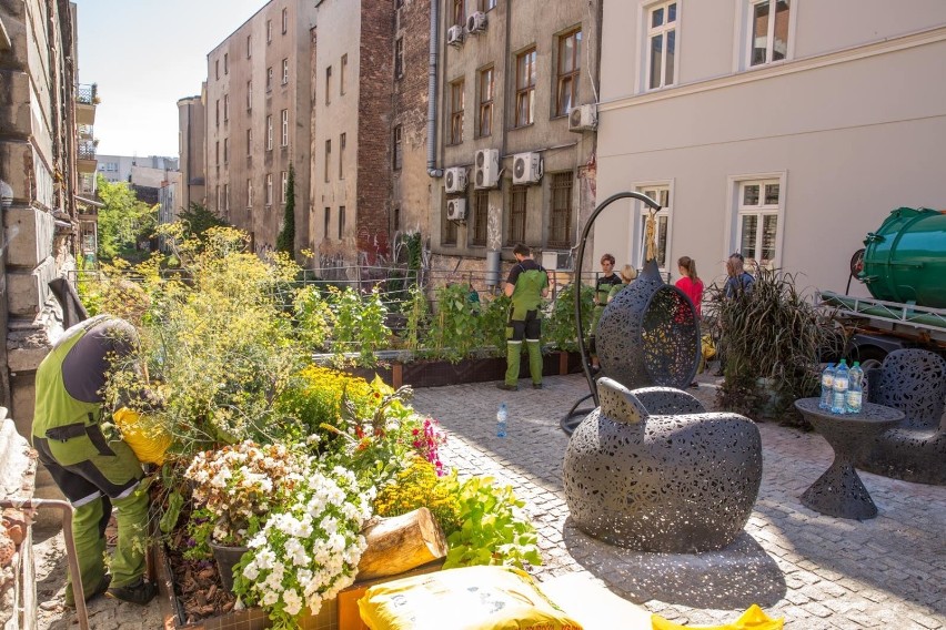 Kieszonkowy ogród w Katowicach na Rynku wraz z kwiatami i...