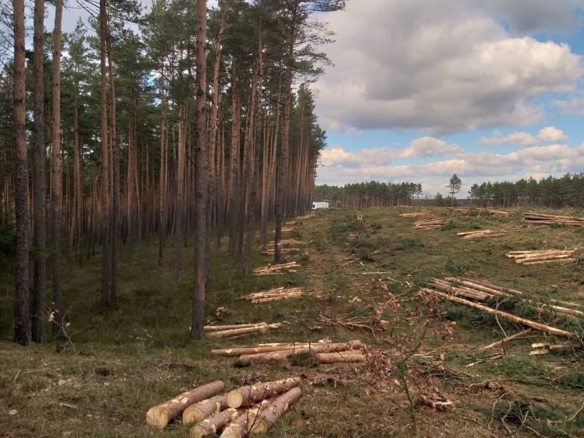 Nie milkną echa wycinki lasu w Kokotku, a nadciąga kolejna w...