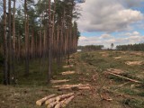 Nie milkną echa wycinki lasu w Kokotku, a nadciąga kolejna w Koszęcinie 