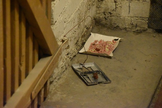 Pułapki rozstawione w piwnicy przez jednego z mieszkańców ul. Chłapowskiego są przywiązane drutem np. do drzwi piwnic. Wszystko po to, żeby przytrzaśnięty szczur nie uciekł.