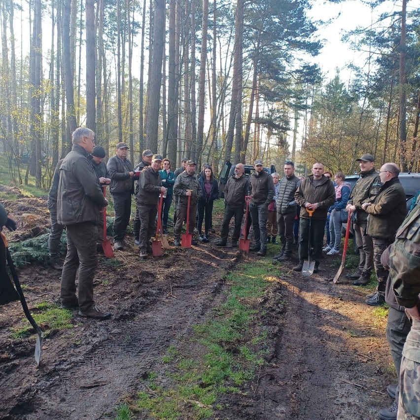 Leśnicy z Głogowa posadzili blisko 5500 drzew w okolicach Dużej Wólki