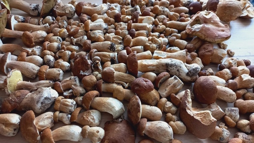 Koszyki w dłoń! W lasach pełno grzybów! Nasi Czytelnicy pochwalili się swoimi grzybowymi zbiorami. Zobacz zdjęcia