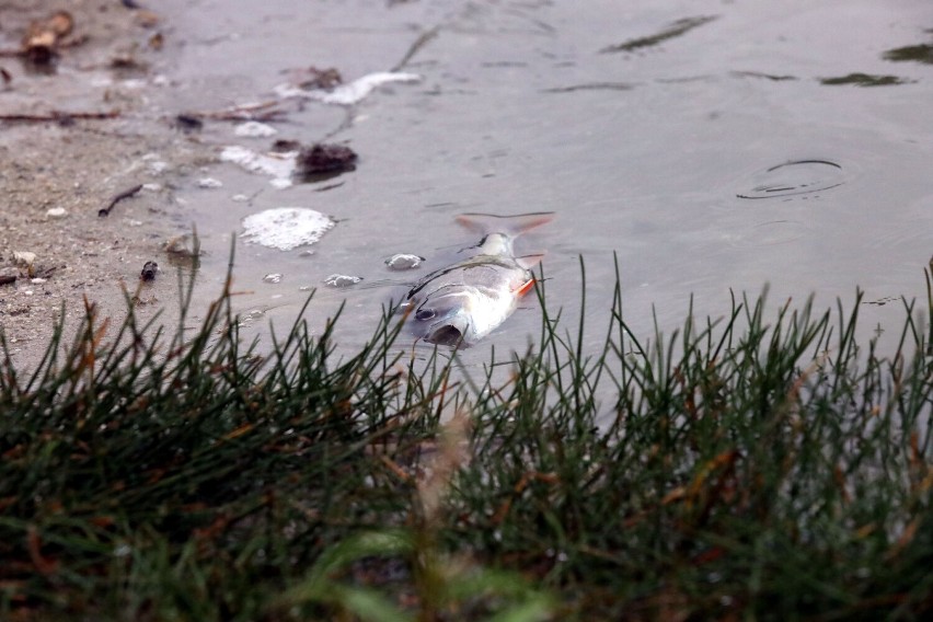 Mnóstwo śniętych ryb w Jeziorze Koskowickim koło Legnicy! Jaka przyczyna? Zobaczcie nagranie oraz zdjęcia