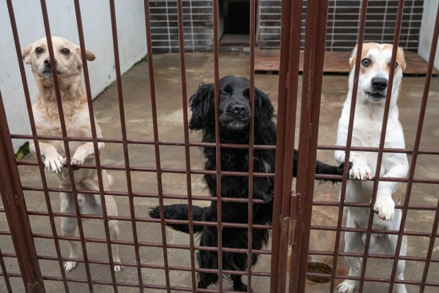 Psy bezdomne oraz wałęsające się po terenie gminy są odławiane i trafiają do bydgoskiego schroniska (zdjęcie poglądowe).