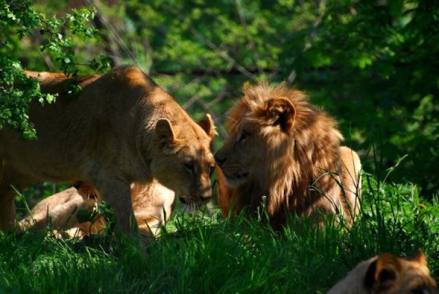 Lew zagryzł lwicę w gdańskim zoo