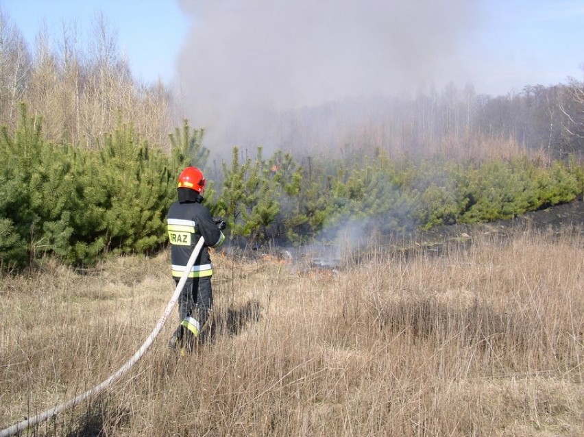 Jednostki OSP i PSP z całego województwa gasiły duży pożar...