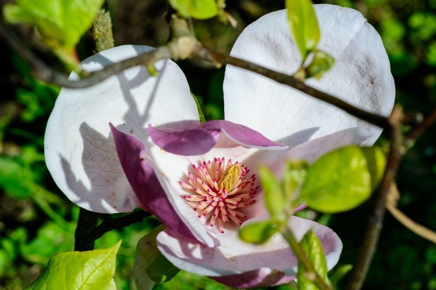 Cudze chwalicie,swego nie znacie. Arboretum w Bolestraszycach