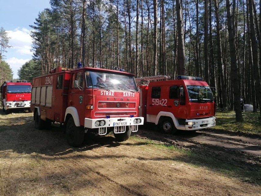 Powiat nowotomyski: Piątek w ogniu. Płonął las oraz trawy [ZDJĘCIA]