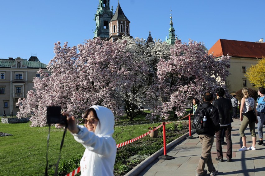 Ostatnie dni magnolii na Wawelu. A wkrótce wejdziemy do ogrodów [ZDJĘCIA]