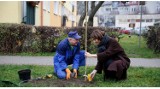 Na skwerkach w okolicy ul. Strzeleckiej w Wejherowie posadzono nowe drzewa i krzewy