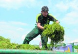 Bełchatów. Mieszkańcy skarżą się na wysokie trawy zarastające miasto 