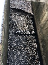 Wędkarze alarmują - na zbiorniku Smardzew giną tony ryb ZDJĘCIA