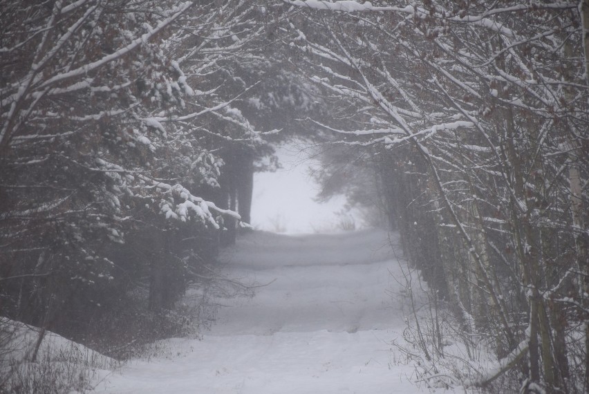 Sieradz śniegiem zasypany, a białego puchu przybywa