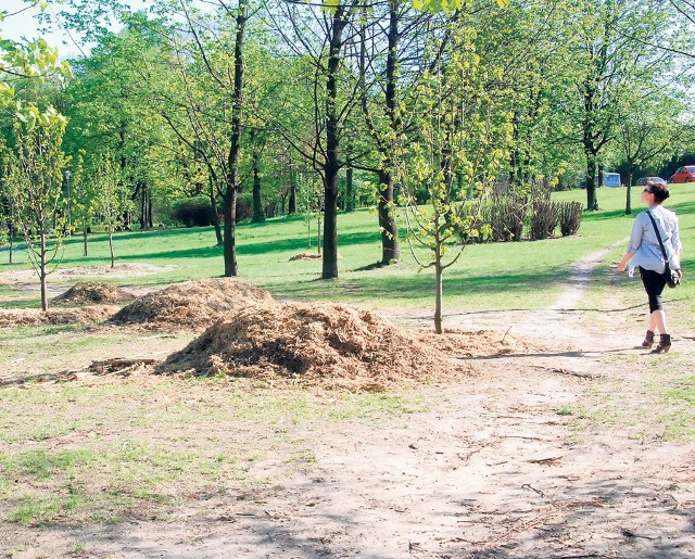 W parku na Dolnej Syberce posadzono już część nowych drzew. W miejscu  tych, które  zostały wycięte