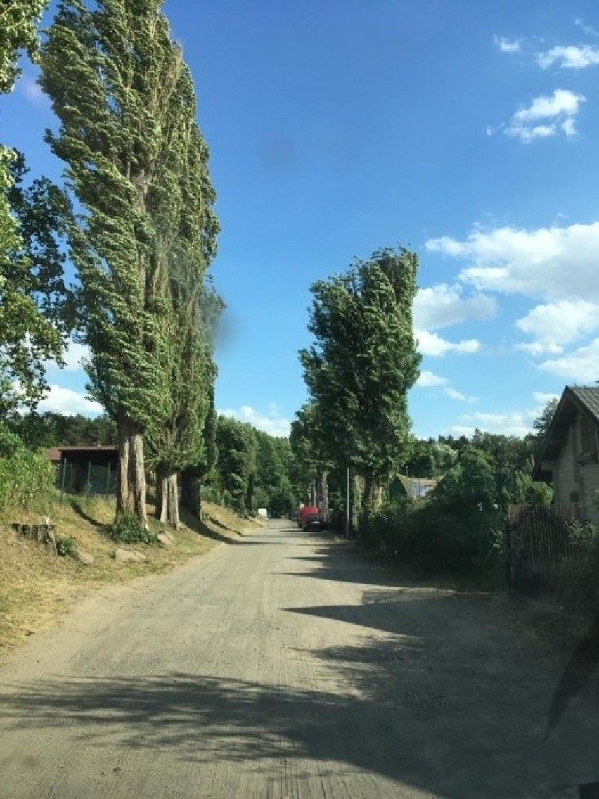 Projekt budowy drogi do plaży wymagał wycięcia starych...